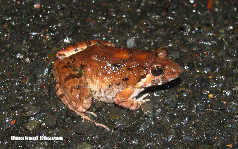 Rufescent Burrowing Frog